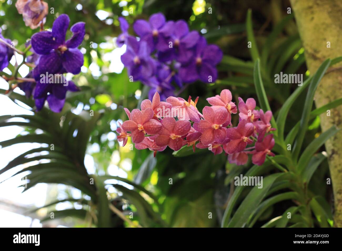 Blue orchid or autumn lady's tresses (Vanda coerulea) flower Stock Photo