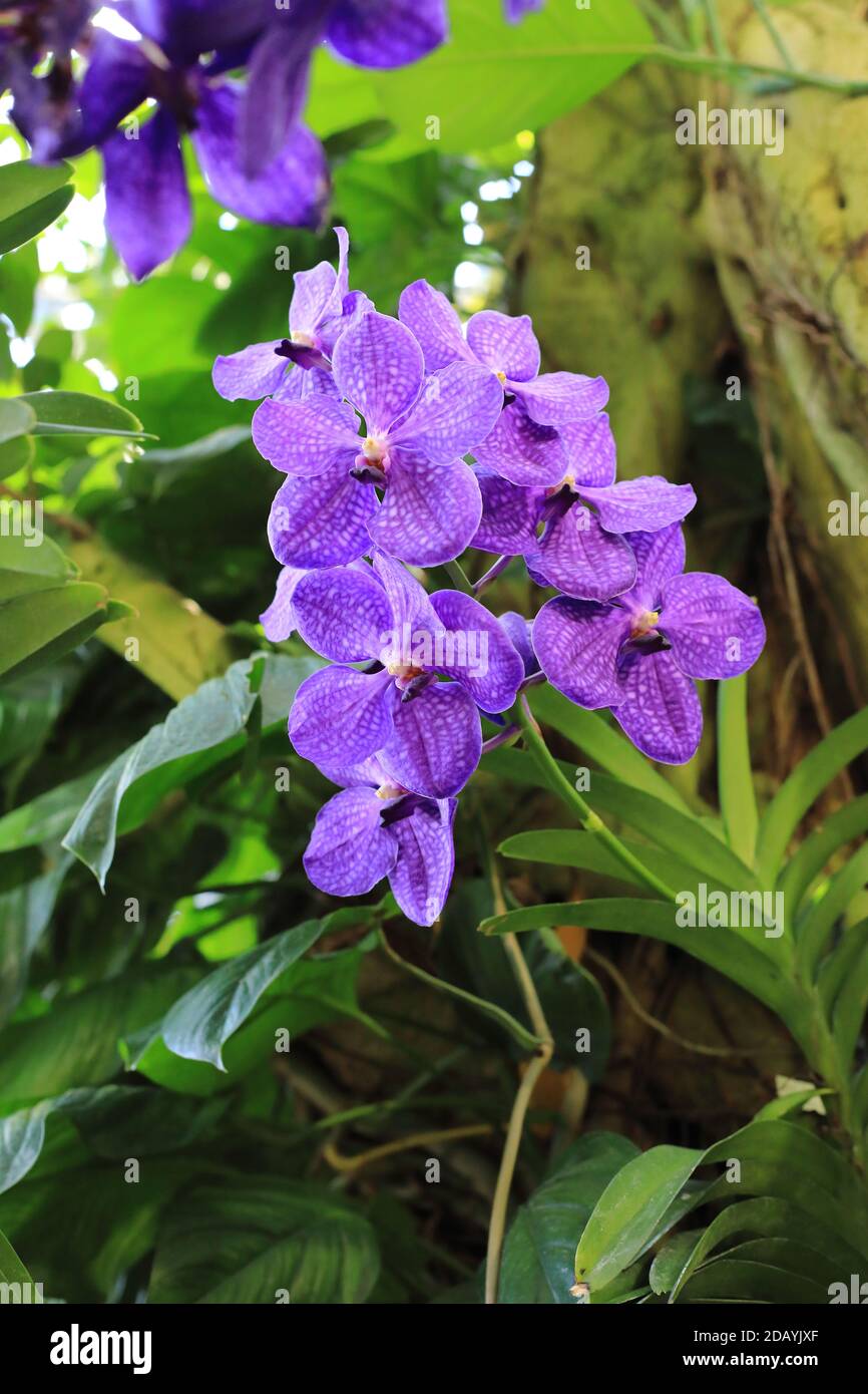 Blue orchid or autumn lady's tresses (Vanda coerulea) flower Stock Photo