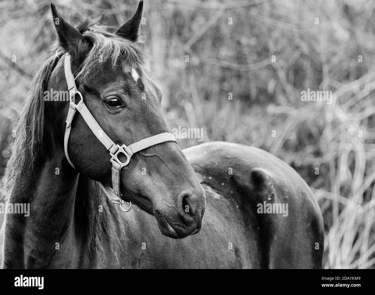 A black horse (Equus ferus caballus) stands against the backdrop of grasses and branches in the holler. Stock Photo