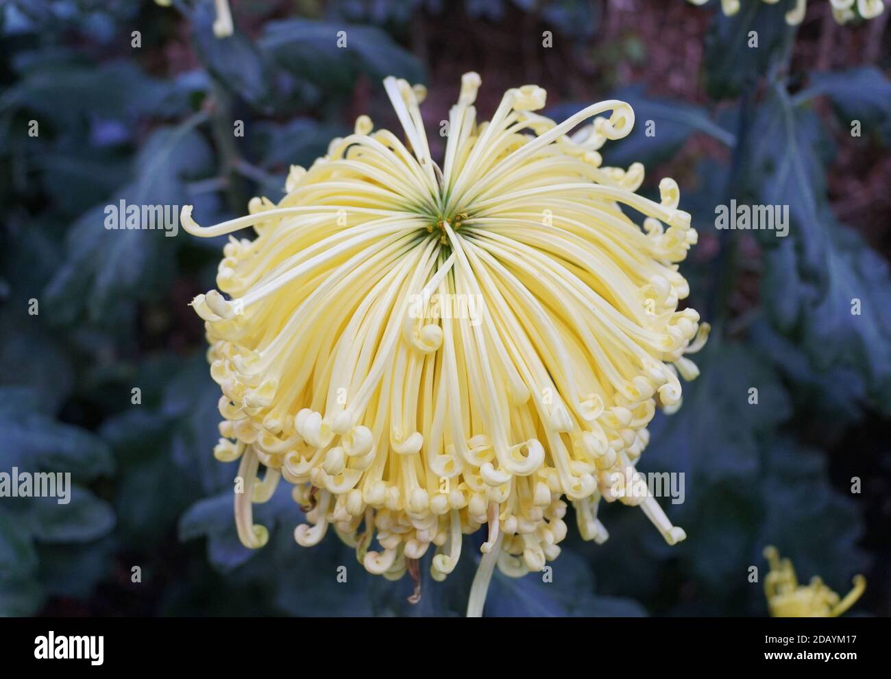 Close up of the light yellow color of spider mum 'Lava' flower Stock Photo
