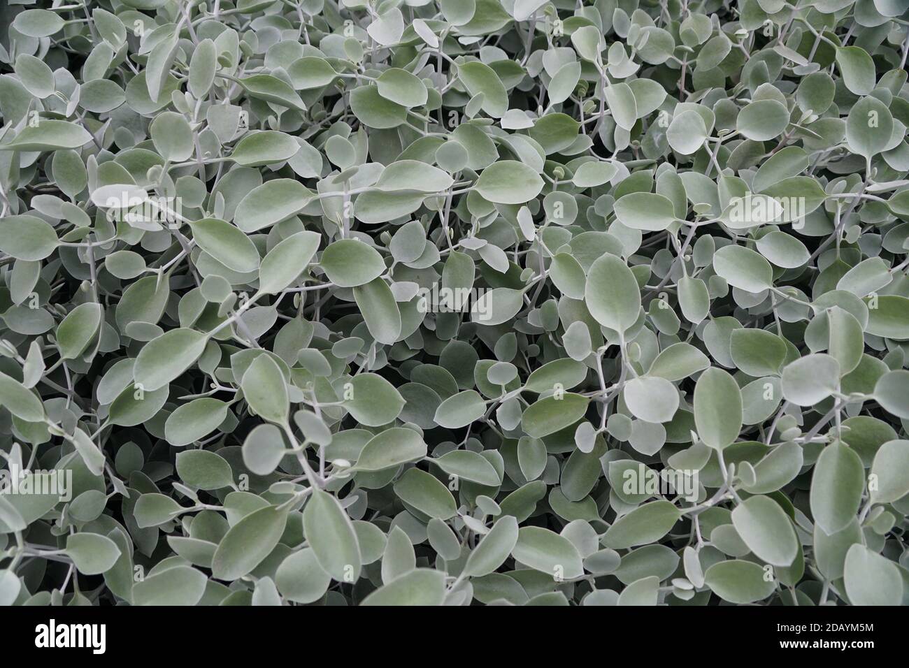 The pale green color of Perityle Incana California plant Stock Photo