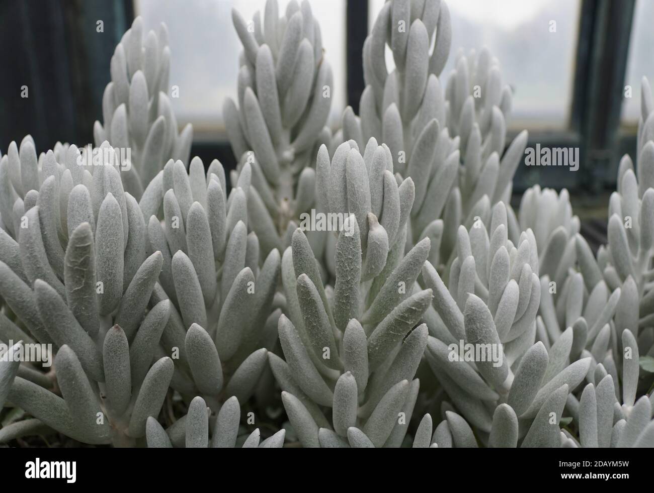 The cocoon plant, a perennial South African small shrub Stock Photo