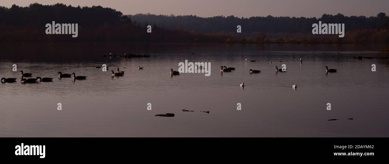Waterfowl on the lake at Delamere Forest in the evening light. Stock Photo