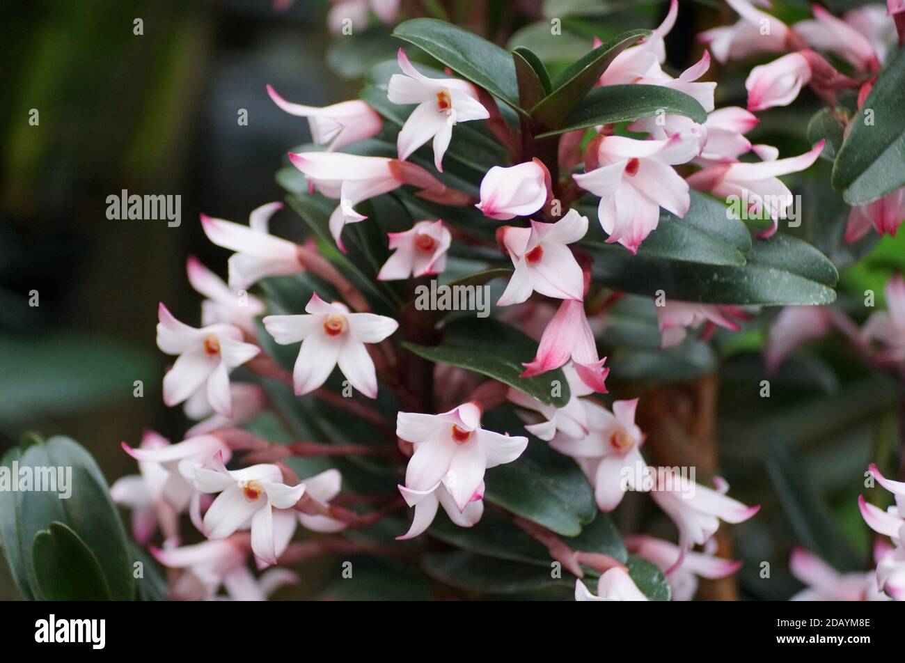 Light pink orchids known as 'Maxillaria Scalariformis', a rare species from Costa Rica Stock Photo
