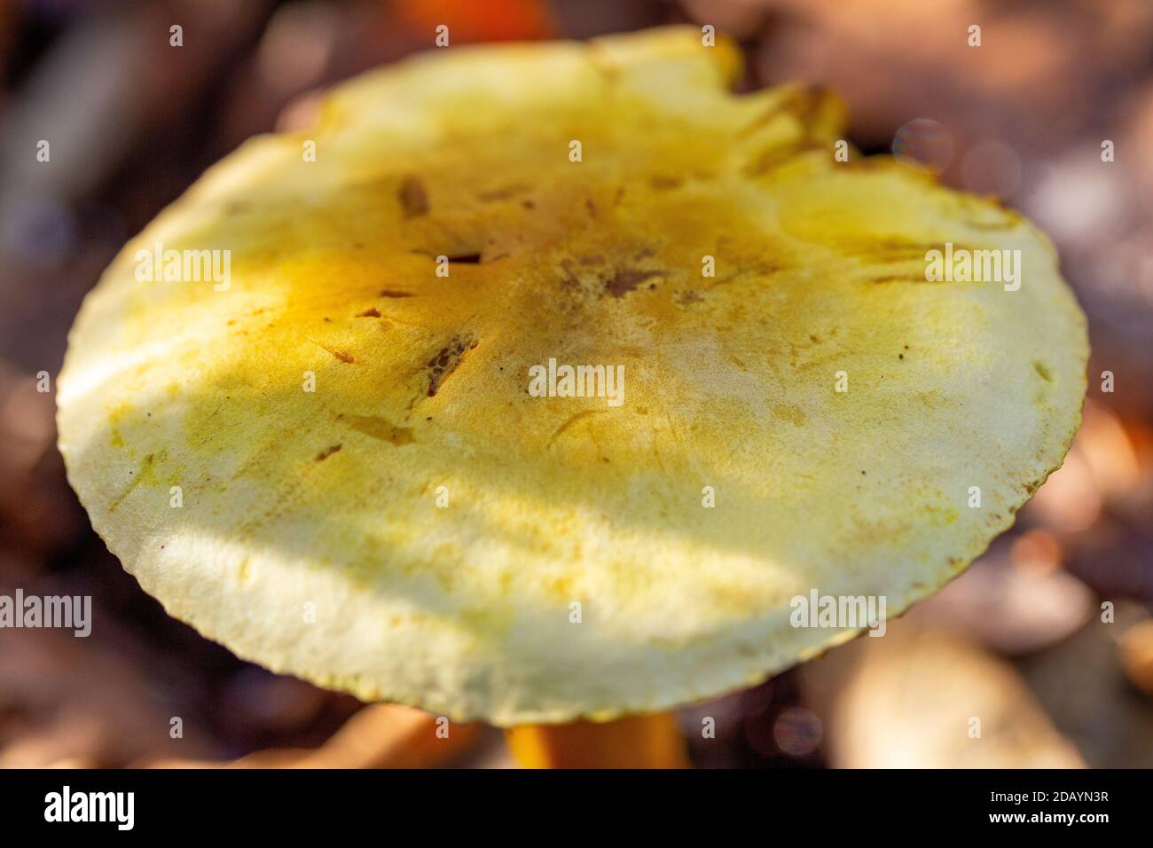 Cap of Tricholoma sulphureum Stock Photo