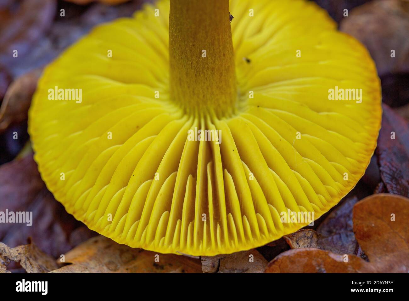 Gills of Tricholoma sulphureum Stock Photo