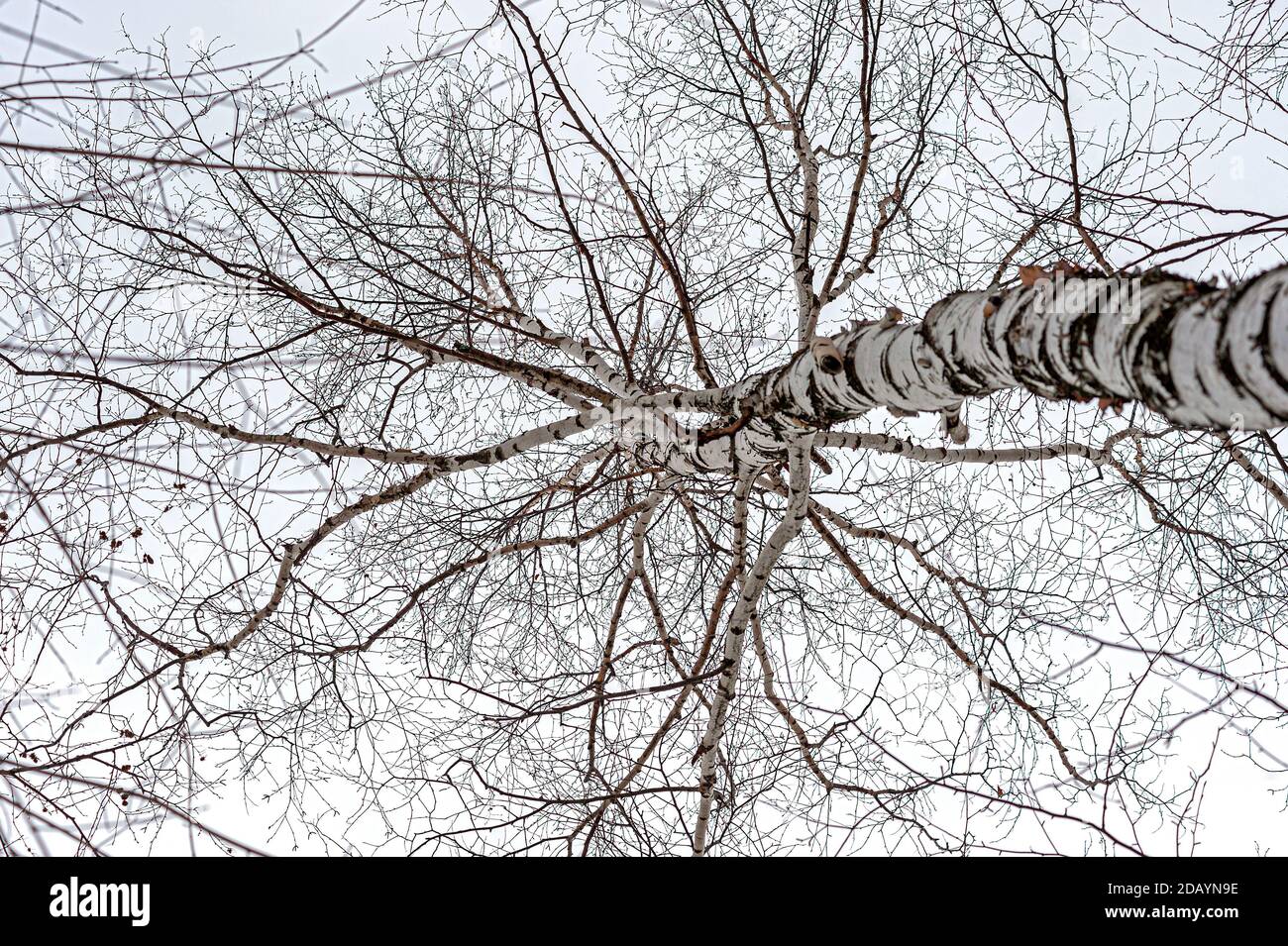 Low angle view of a silver birch tree Stock Photo