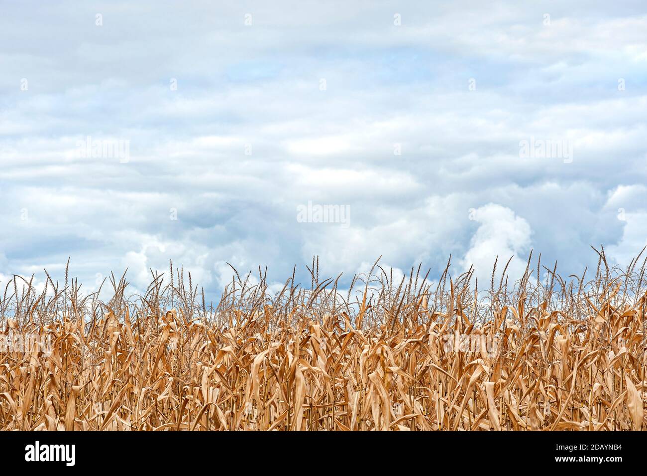 weathered corn stalks against cloudy sky. Stock Photo