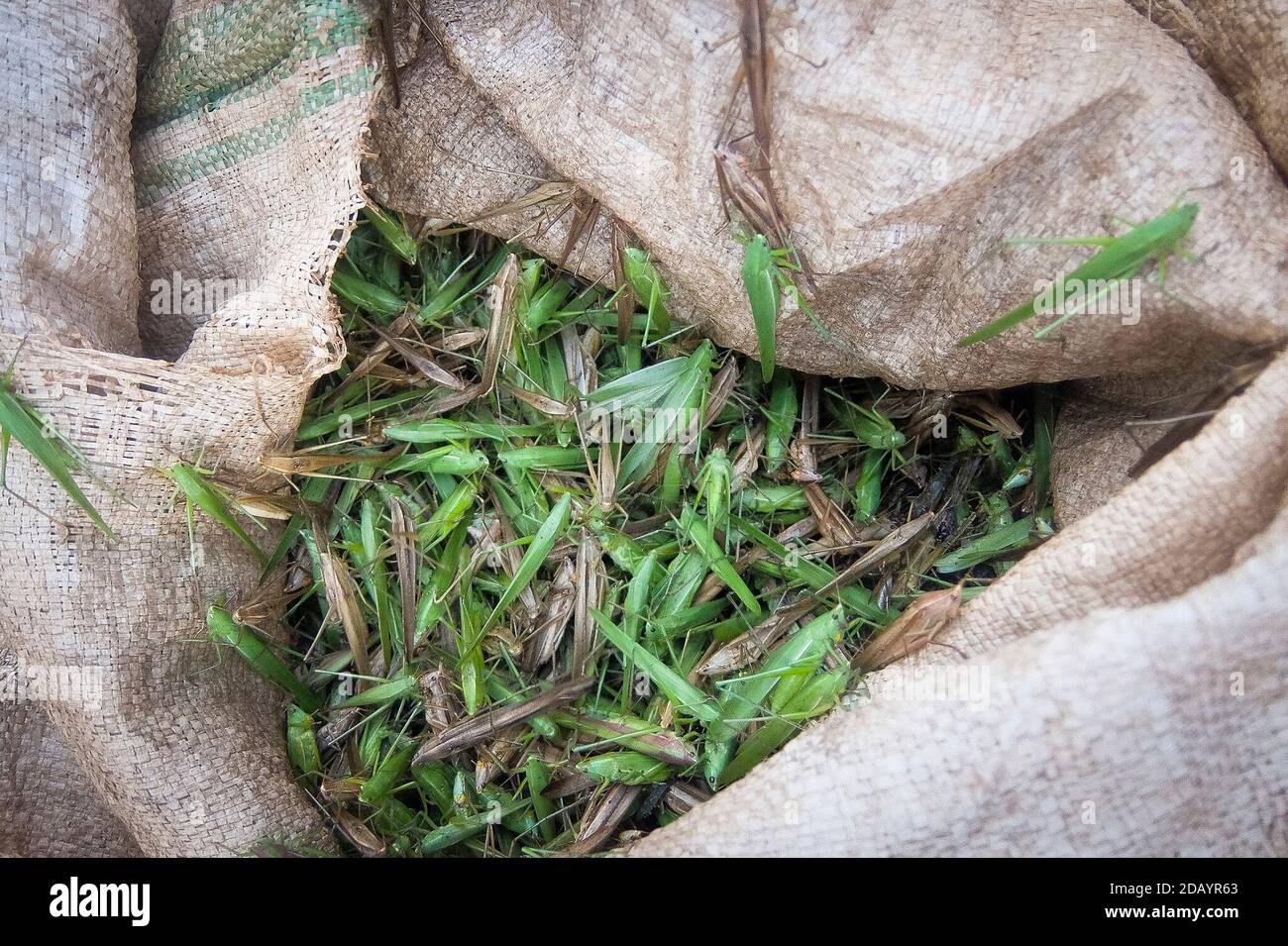 Grasshoppers, a delicacy in Uganda, are known in the Luganda language as “nsenene.' Stock Photo