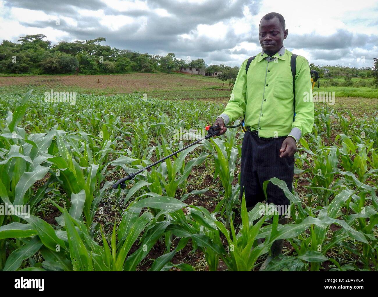 Daniel Moyo, (CQ) a peasant farmer, sprays insecticide on his 2 hectare (5 acres) maize field in