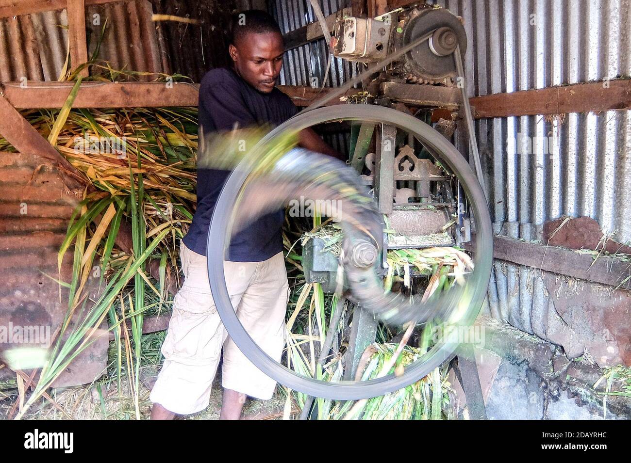 A student at Jolly Kabirizi’s urban farm in Kampala, Uganda, shows a machine used to cut grass. Stock Photo