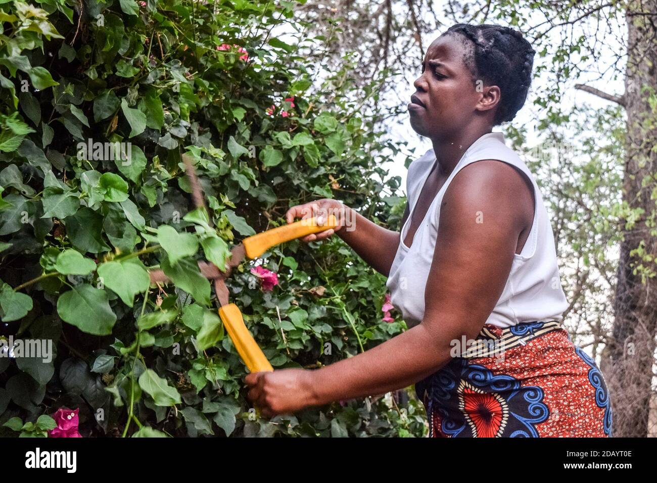 Busisiwe Sibanda prunes trees in her employer’s yard in Eloana, an area in Bulawayo, Zimbabwe. Stock Photo