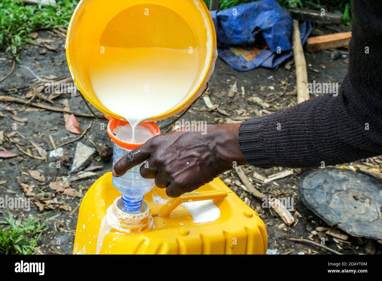 Vedaste Muhire, a manager at Theophile Kamanzi’s farm, pours recently extracted milk into a can to cover and protect it from becoming contaminated. Stock Photo