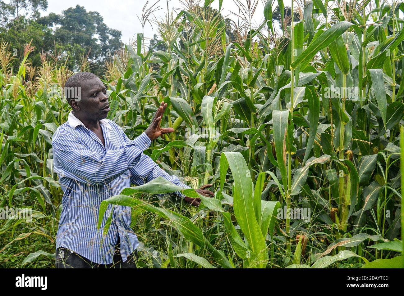 Edward Nsubuga walks through his organic maize crops in Uganda. Stock Photo