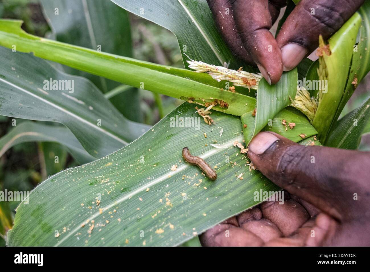 On Edward Nsubuga’s 12-acre farm in Lutisi, a village in the country’s central Wakiso district, an infestation of armyworm is causing damage to his maize crops. Stock Photo