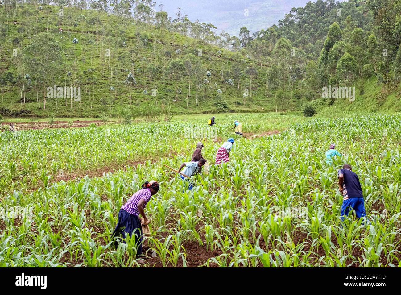 Farmers in rural Rwanda work in a field. Stock Photo