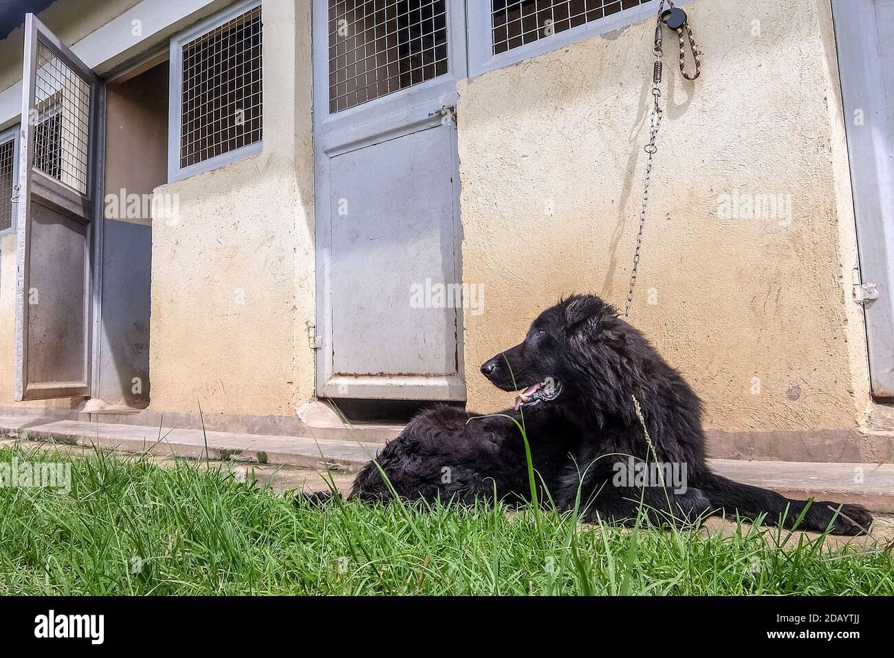 Buss, a dog, sits outside of his kennel at the Nagalama Canine Breeding  Centre. Buss is a retired detection dog who helped the police find  explosives in multiple field operations Stock Photo -