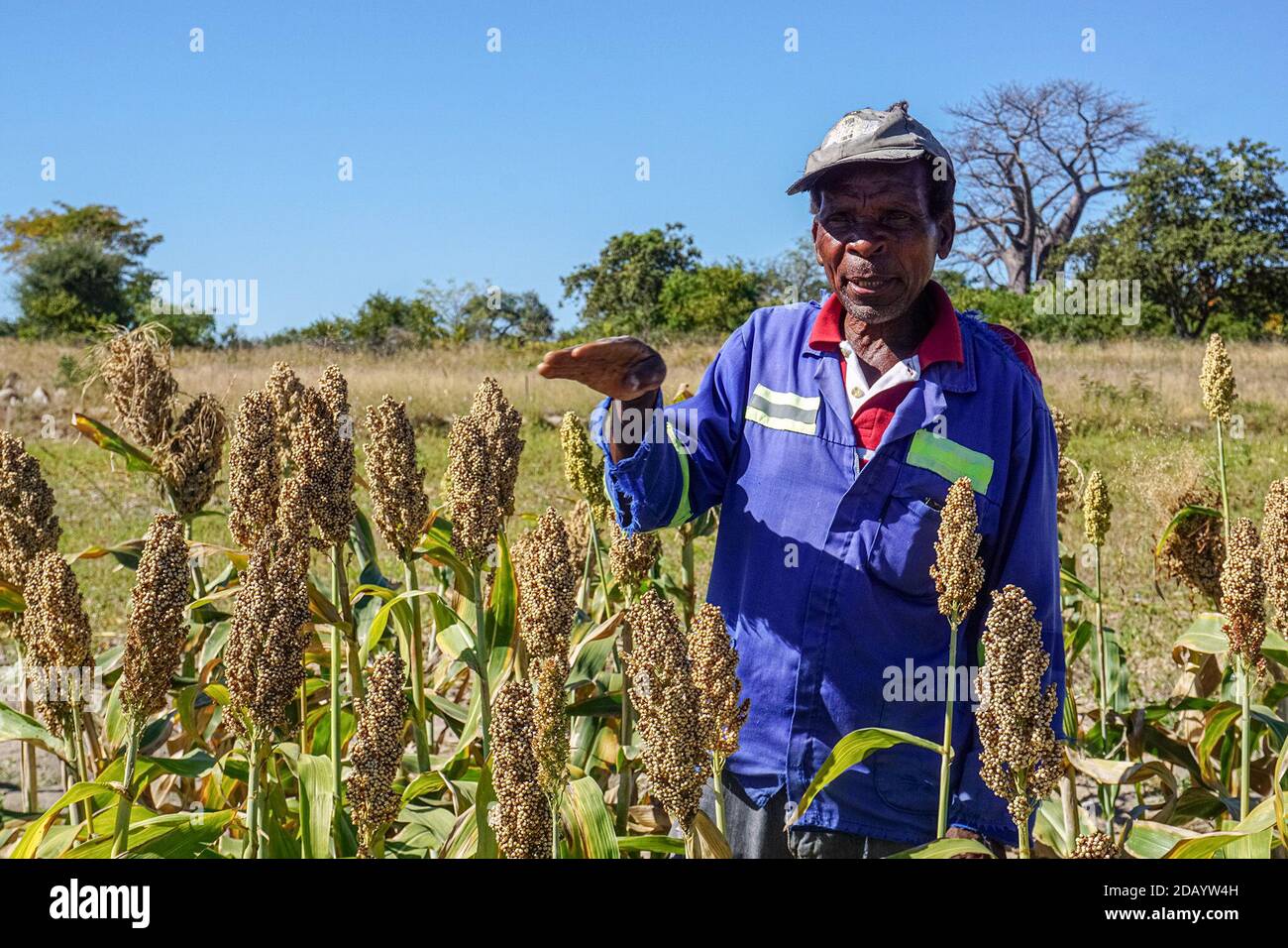 Thanks to limited rainfall and intense heat, Chokudla says his maize crop was “make-believe” this year. Stock Photo
