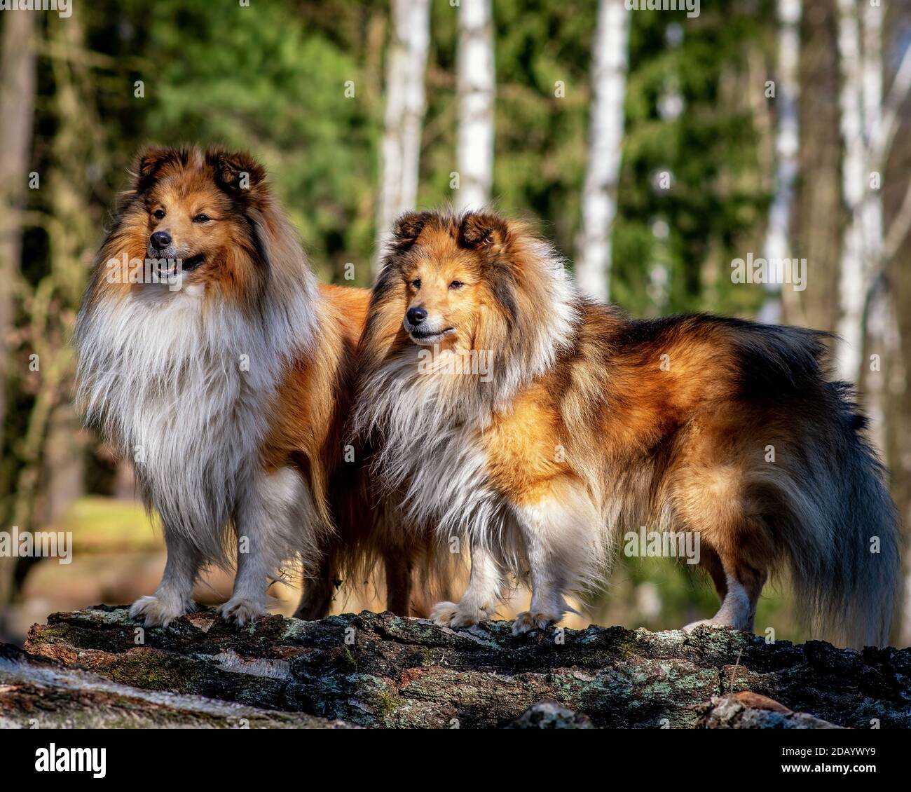 Two shelties posing in the forest Stock Photo