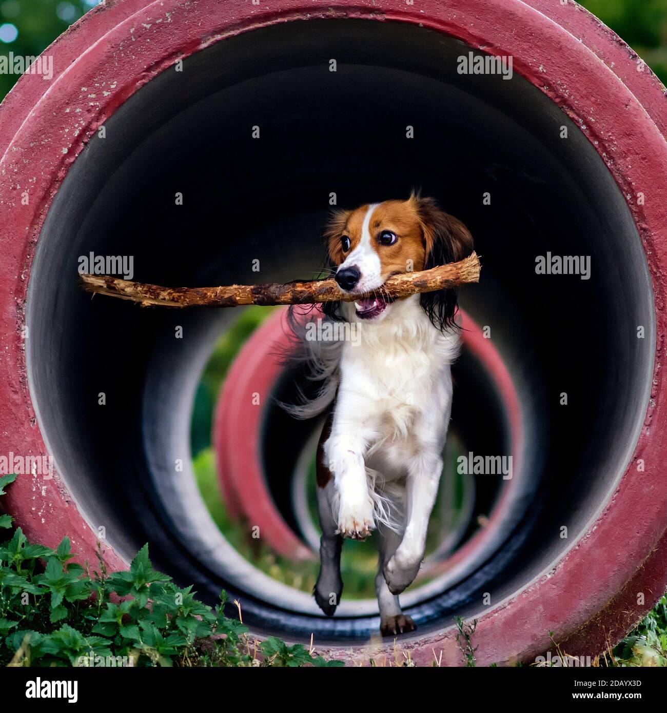 Kooikerhondje is playing with a stick on the dog playground Stock Photo