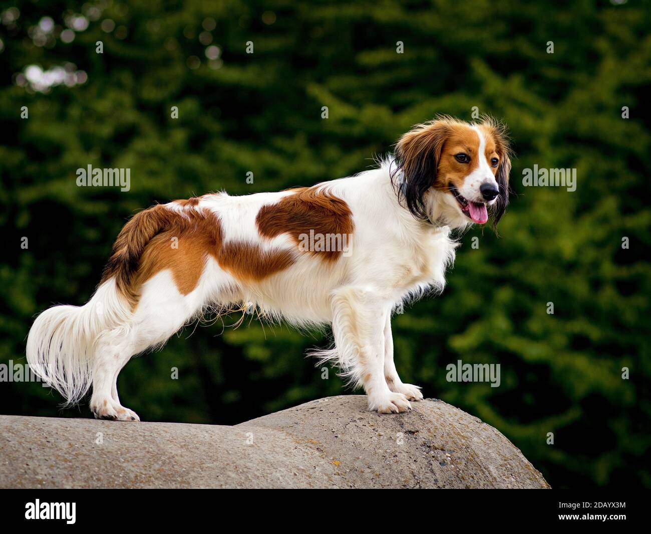 Cheerful kooikerhondje posing on a rock in the forest Stock Photo