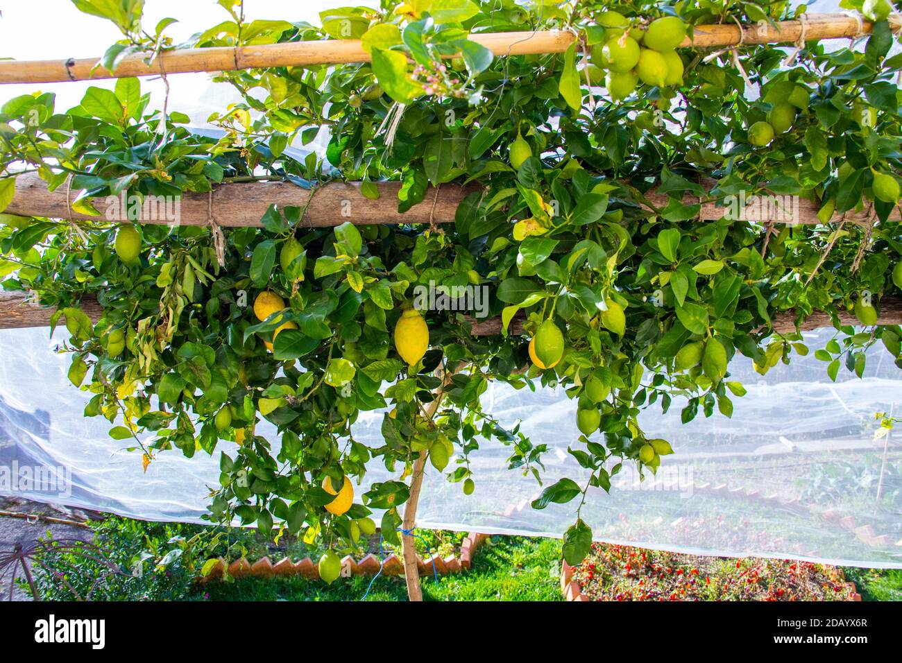 Lemons, Ravello, Province of Salerno, Amalfi Coast, Italy Stock Photo