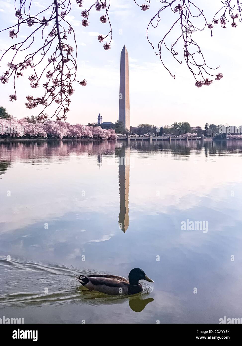 Spectacular His Statue Can Be Found Around Dc Tidal Basin Nyt View Nature Spectacular His Statue Can Be Found Around Dc Tidal Basin Nyt View Nature
