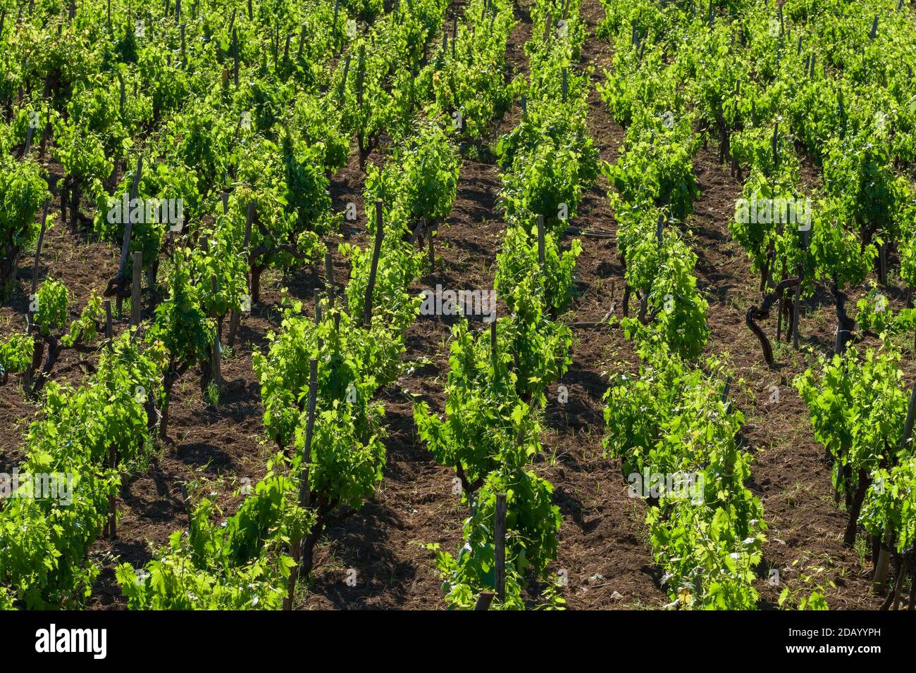 Young Grape Vine Plants In Sicily During Springtime Stock Photo Alamy Young Grape Vine Plants In Sicily During Springtime Stock Photo Alamy