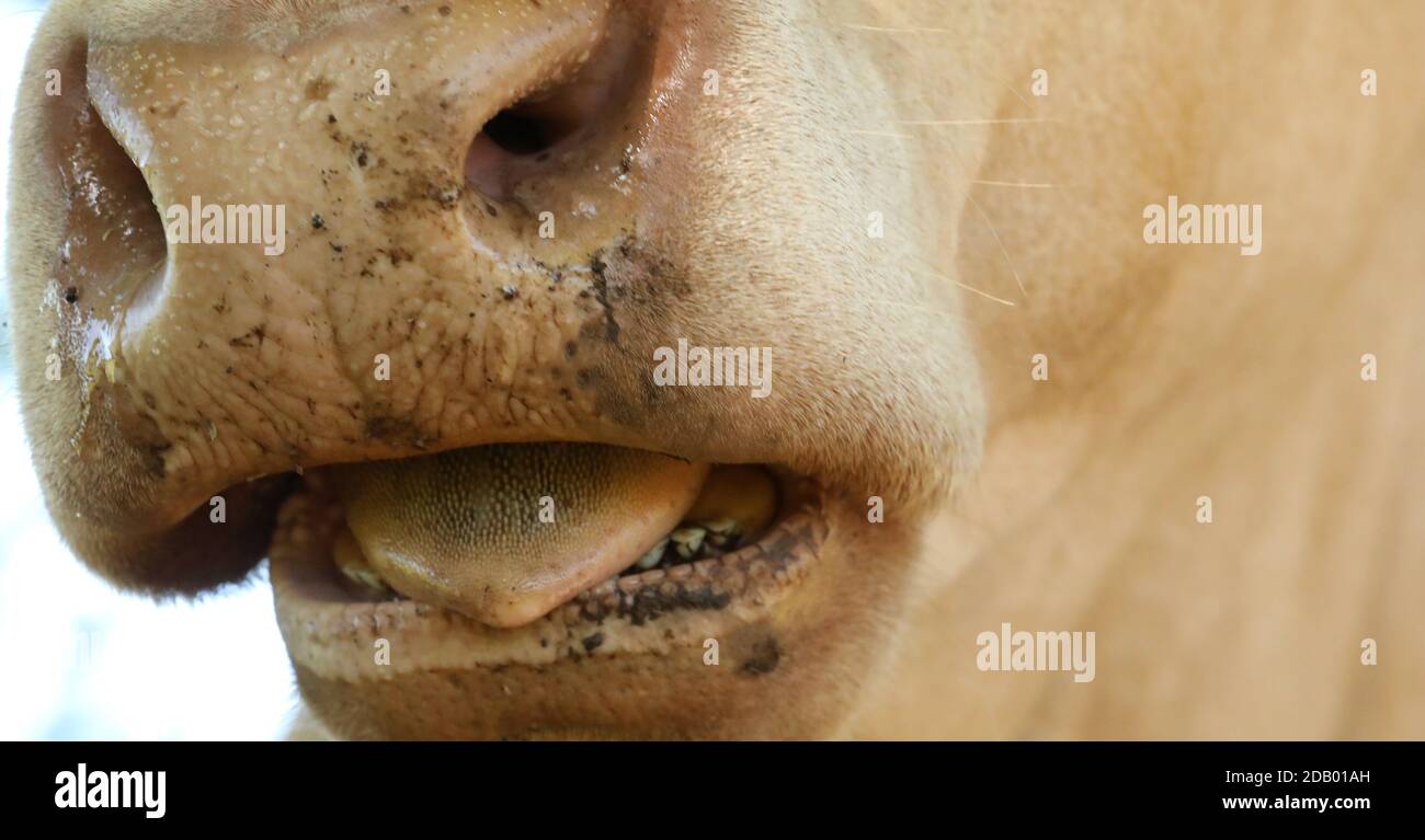 An extreme close up of a dirty cow or bull's mouth in the action of chewing. Watery nostrils and rough tongue. Bad breath dental oral hygiene funny co Stock Photo