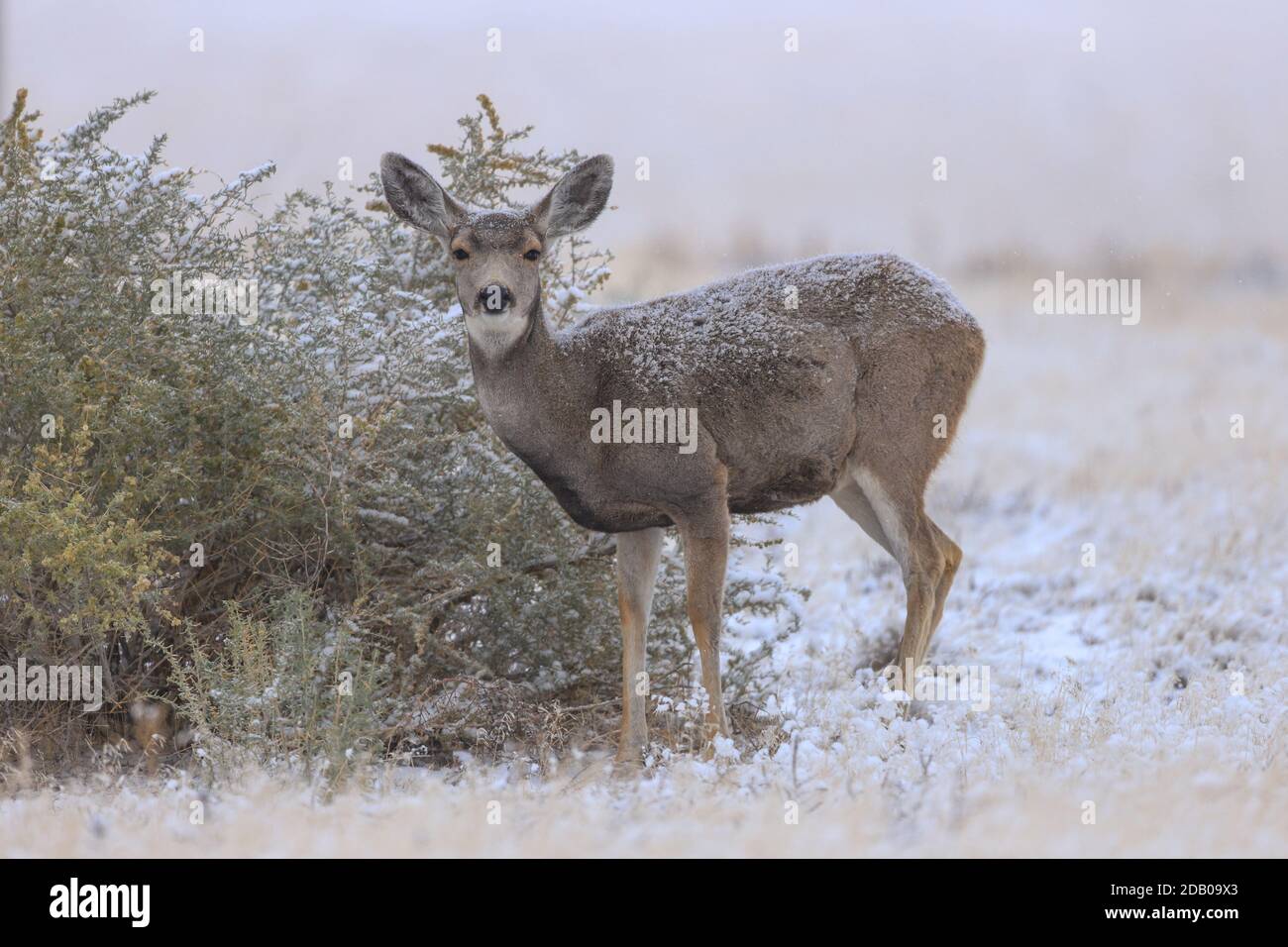 Mule Deer Odocoileus hemionus doe in snow Stock Photo
