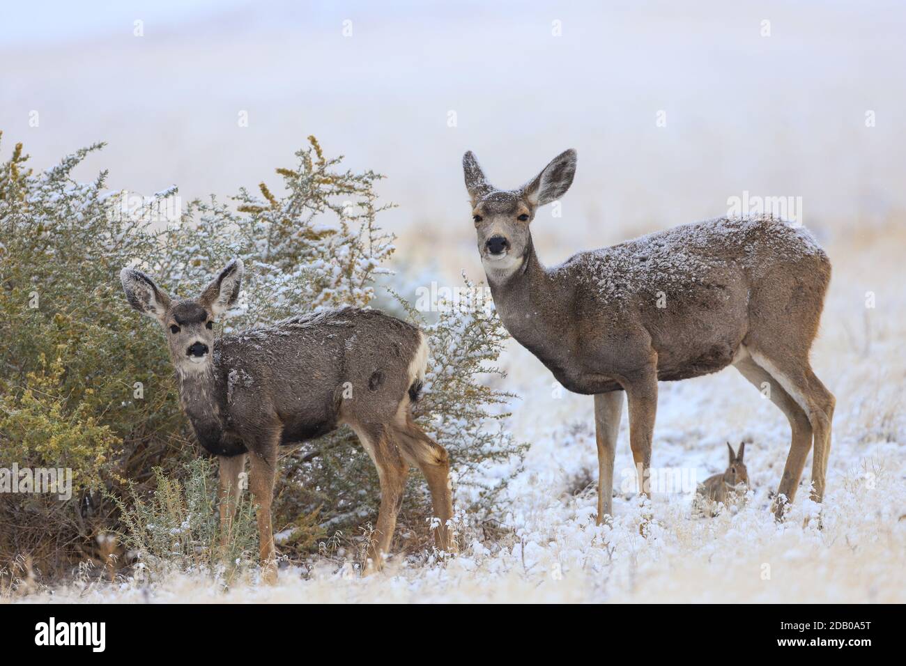 Mule Deer Odocoileus hemionus doe and fawn in snow Stock Photo