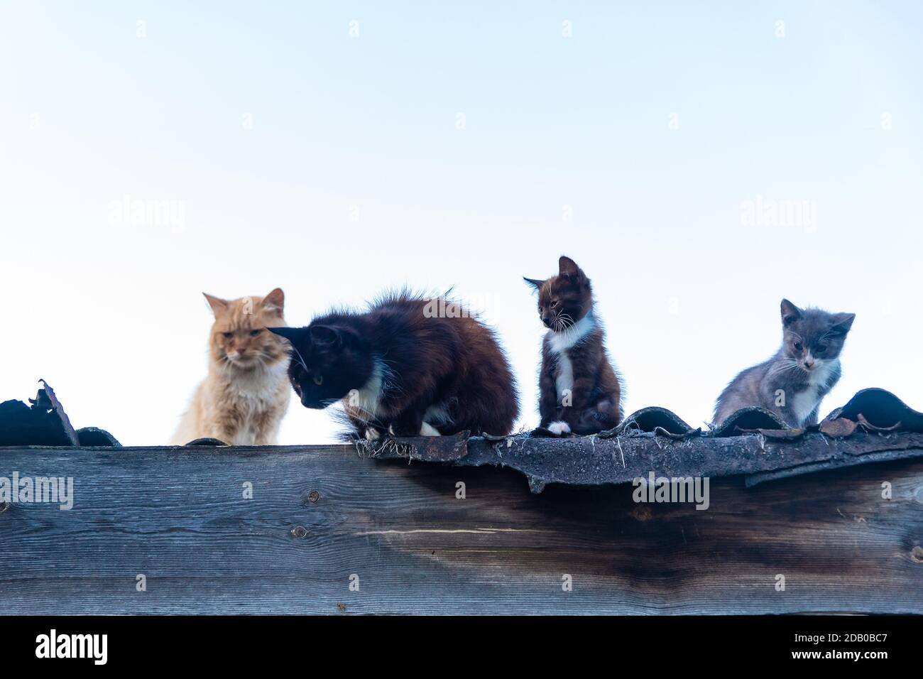 Family of cats sitting and walking on roof fence Stock Photo Alamy