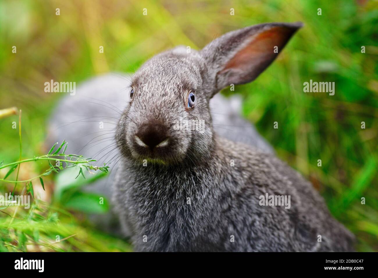 A small rabbit eats grass. Portrait of a fluffy and charming pet for a calendar or postcard. Stock Photo