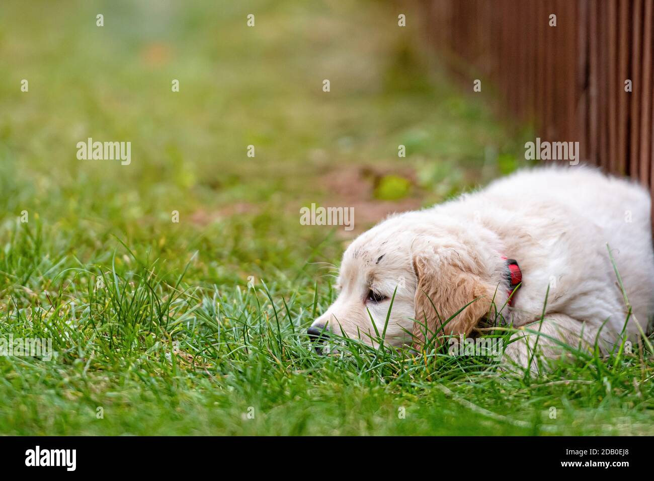 little Golden Retriever puppy is lying in a green grass by the fence in ...