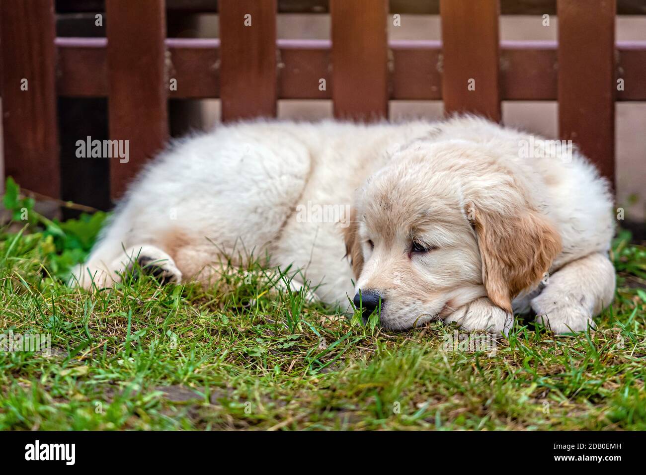little Golden Retriever puppy is lying in a green grass by the fence in ...