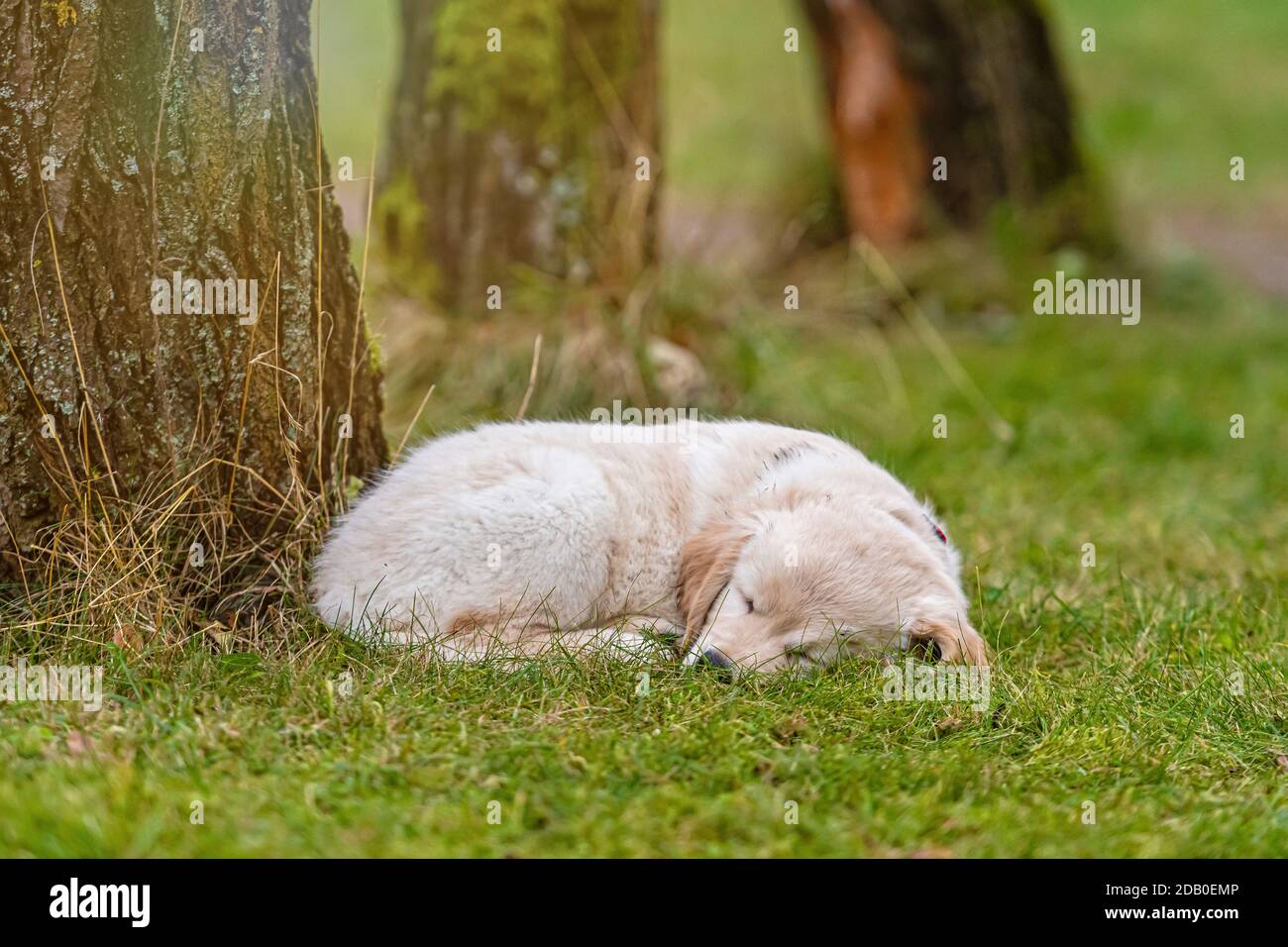 yellow Golden Retriever puppy lying in green grass Stock Photo - Alamy