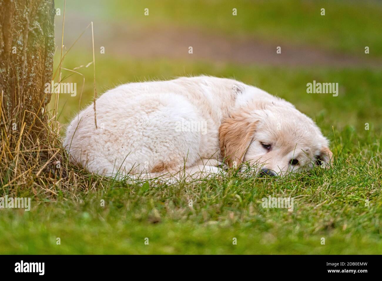 yellow Golden Retriever puppy lying in green grass Stock Photo - Alamy