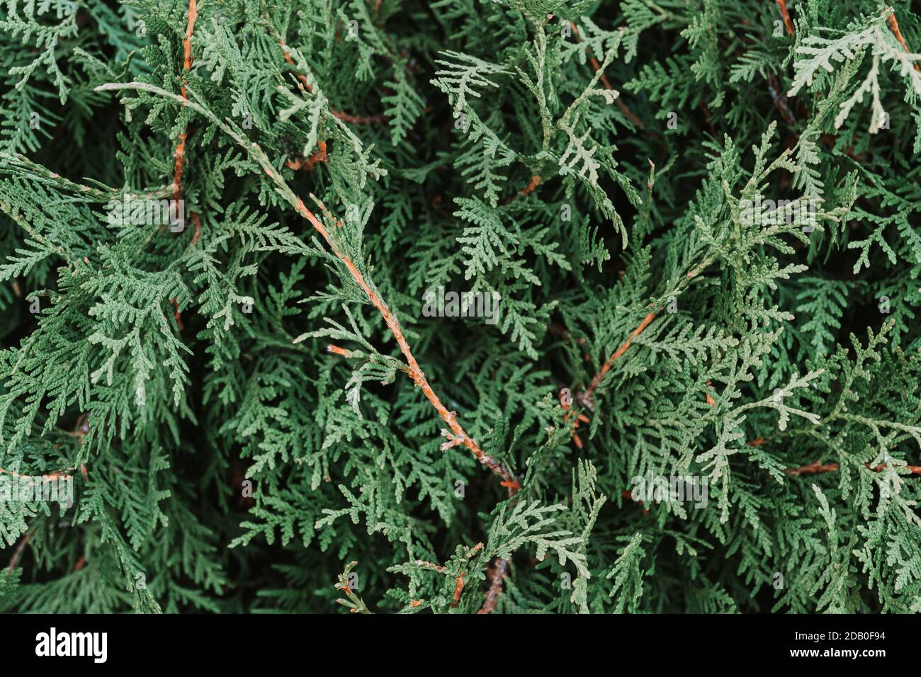 Texture of a green plant close-up, part of a thuja Stock Photo