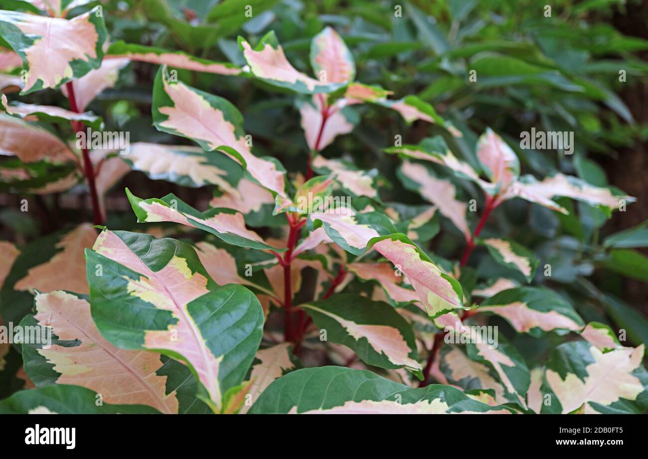 Beautiful Two-tone Color Leaves of the Caricature Plant or Graptophyllum Pictum Stock Photo