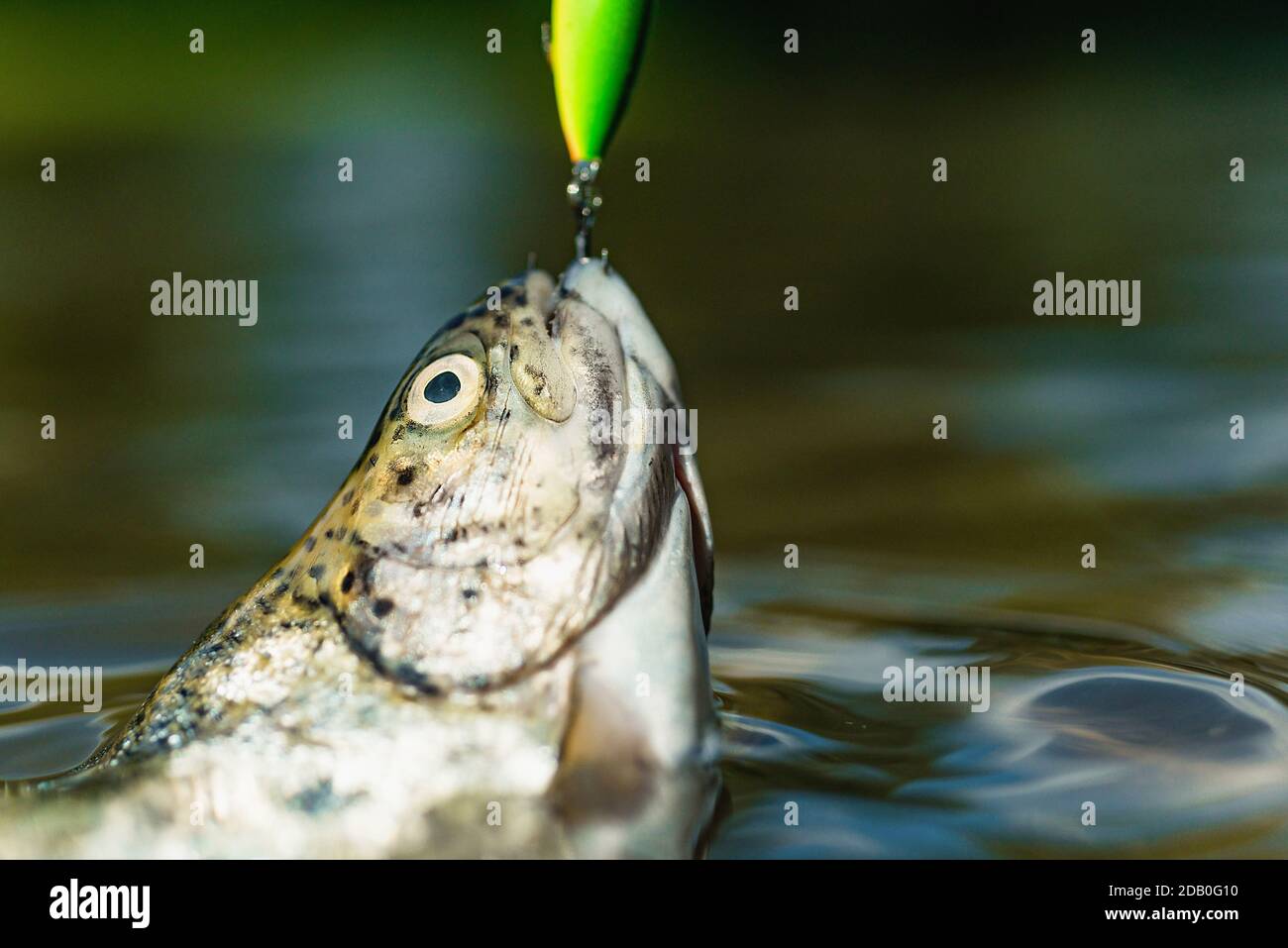 https://c8.alamy.com/comp/2DB0G10/fishing-with-spinning-reel-brown-trout-being-caught-in-fishing-net-trout-lure-fishing-fishing-relaxing-and-enjoying-hobby-2DB0G10.jpg