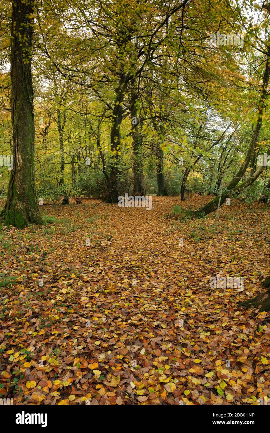 Woodland forest leaves hi-res stock photography and images - Alamy