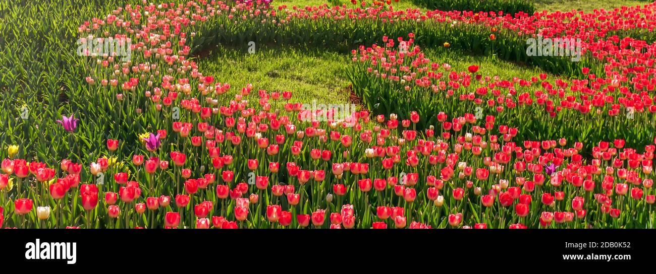 Tulip Bulbs selection bloom roses are red, violets various colors
