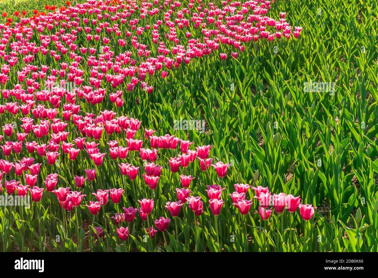 Tulip Bulbs selection bloom roses are red, violets various colors Stock