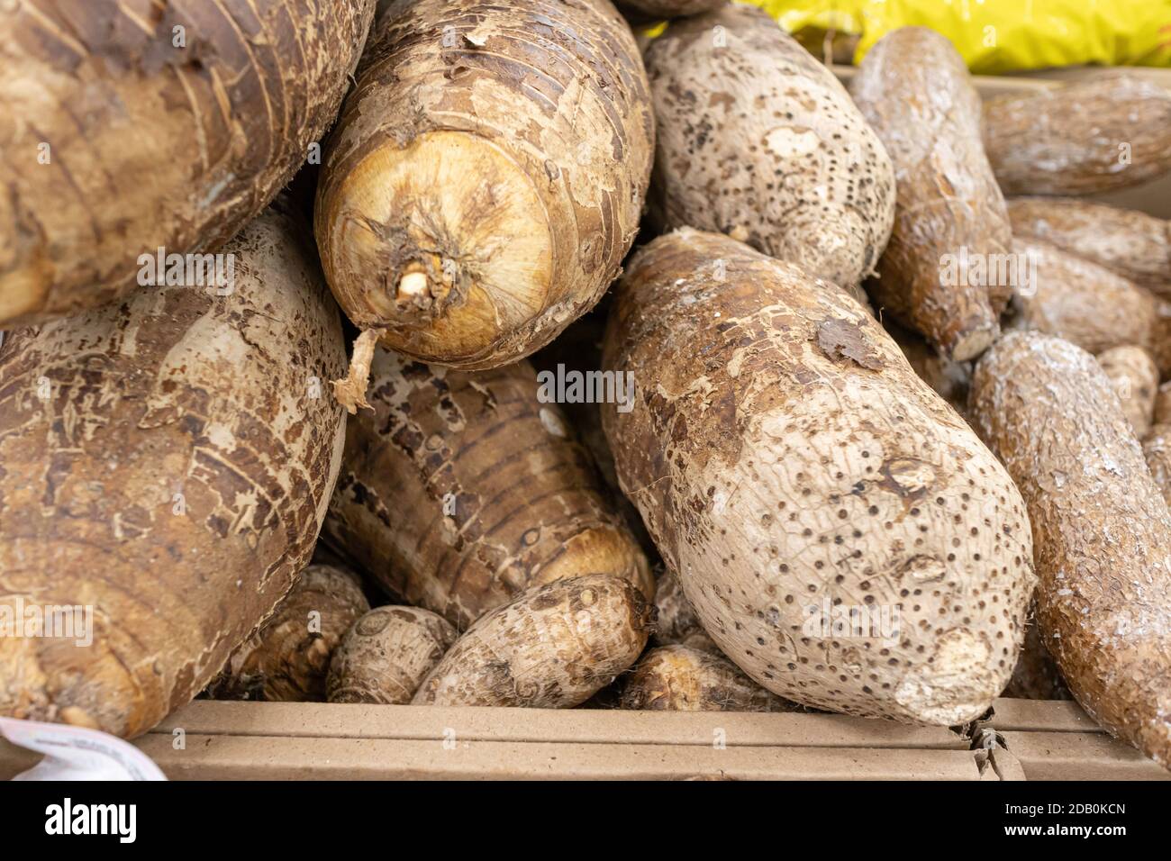 Coco Yam Taro Root on display in produce section of Supermarket Stock