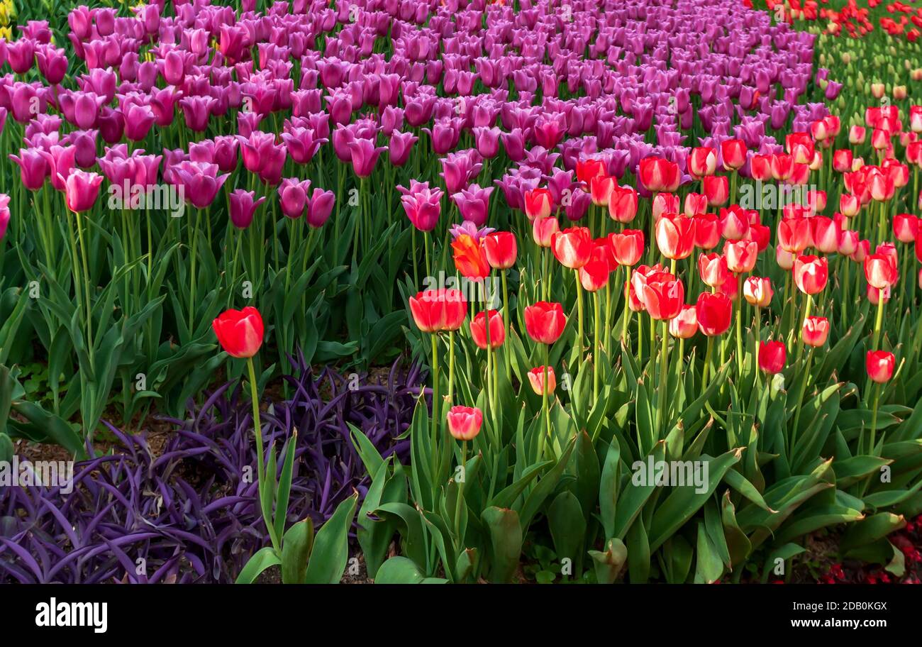 Tulip Bulbs. Tulips bulbous spring flowering garden. Nature background