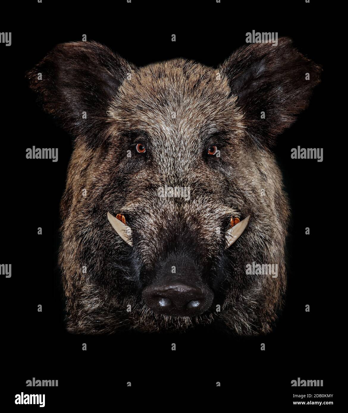 Wild boar head tusks black background. Cute piggy. Funny pig. Stock Photo