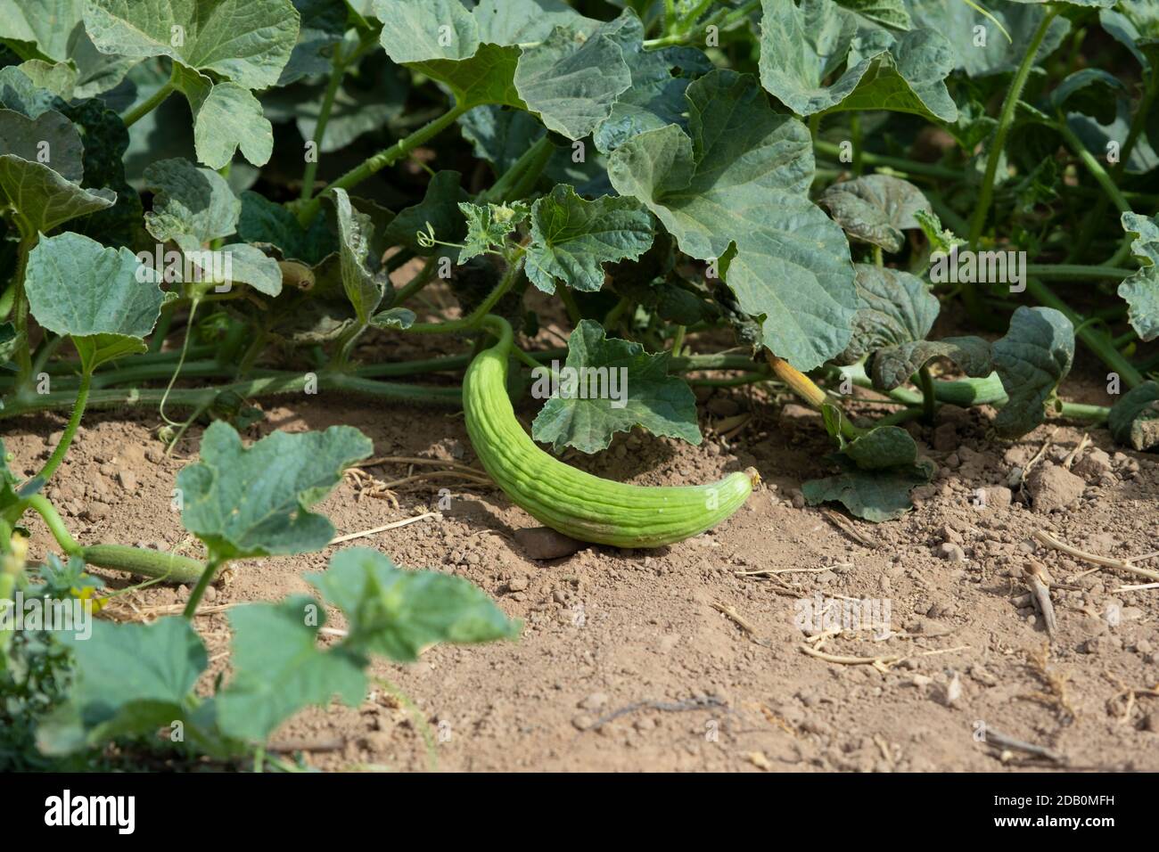 Cucumis Sativus Plant High Resolution Stock Photography and Images - Alamy