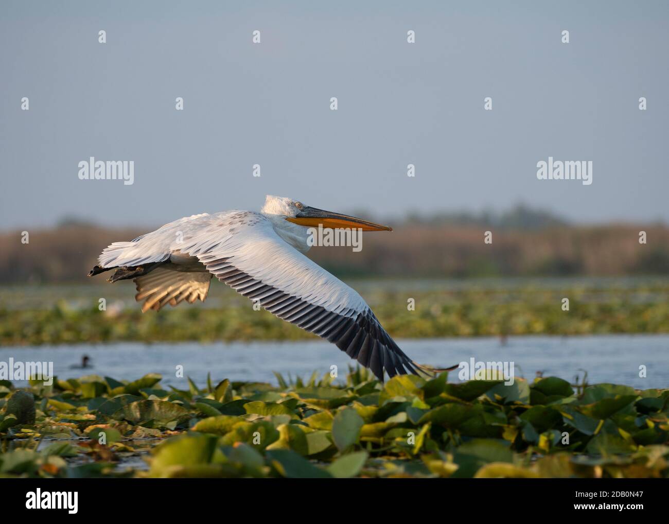 Pelican Dalmatian (Pelecanus crispus), Danube Delta, Romania Stock