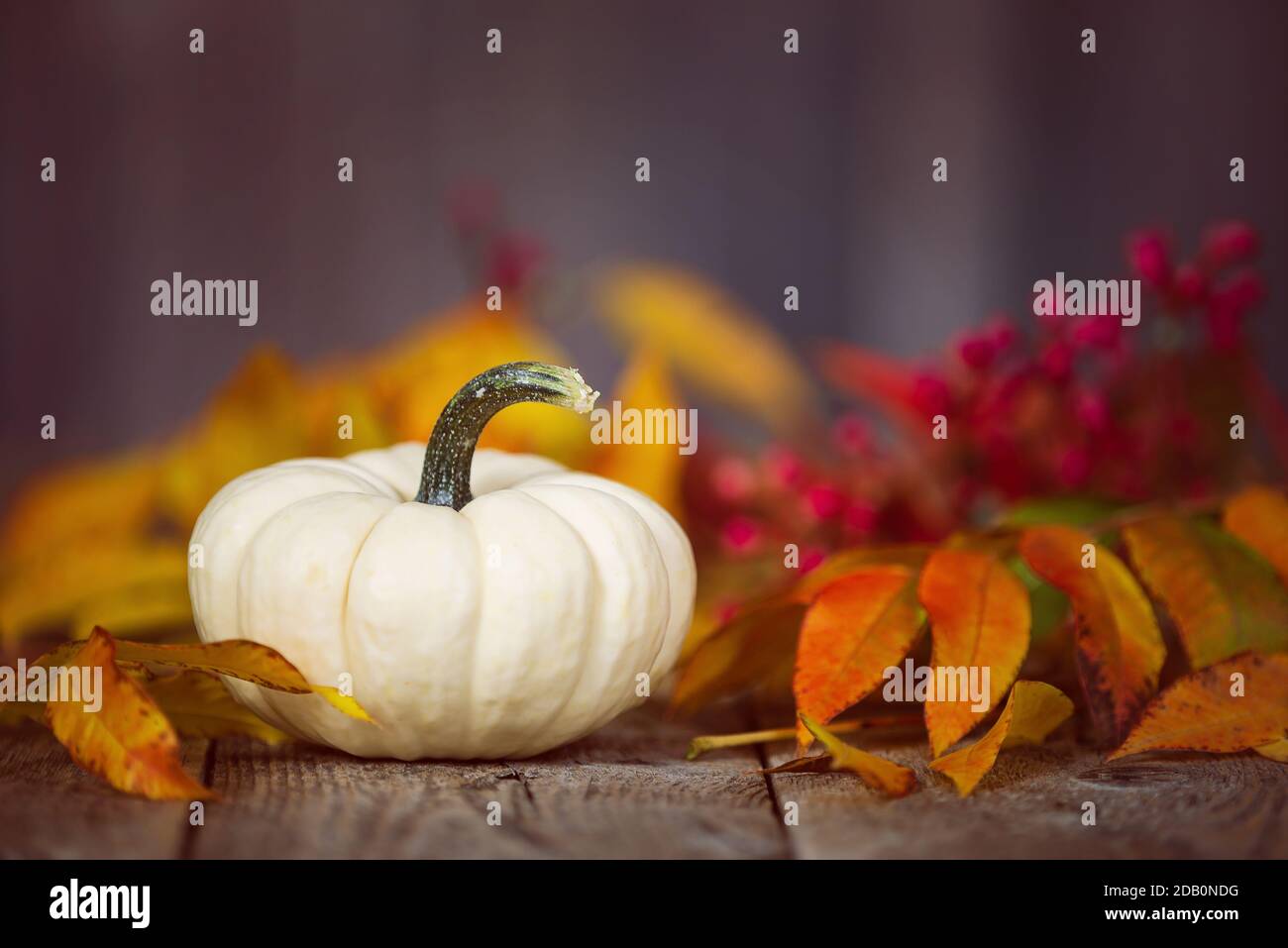 White Mini pumpkin on rustic wooden table. Displayed with colorful autumn leaves and red berries. Stock Photo