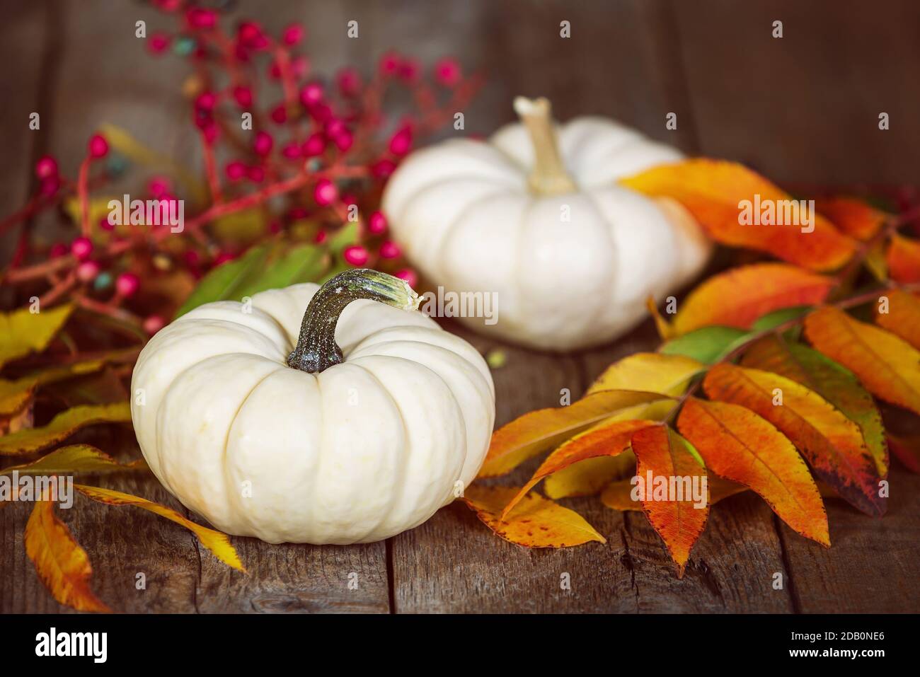 White Mini pumpkins on rustic wooden table. Displayed with colorful autumn leaves and red berries. Stock Photo
